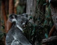 Sunshine Coast - Australia Zoo