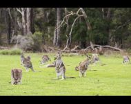 Melbourne - Grampians Wildlife